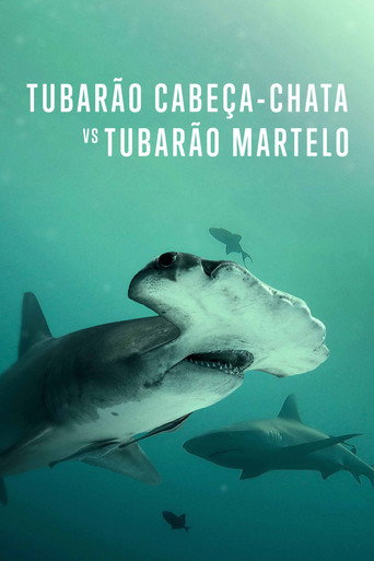 Assistir Tubarão Cabeça-Chata vs. Tubarão Martelo online dublado e legendado