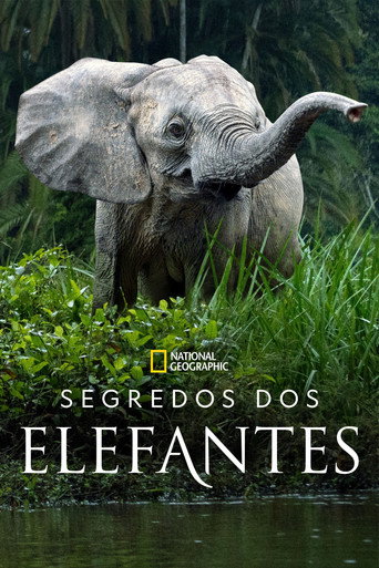 Poster de Segredos dos Elefantes