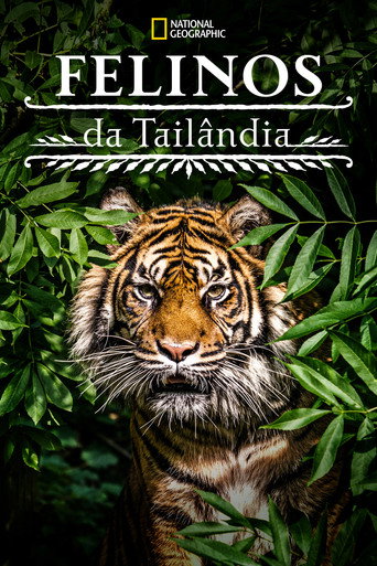 Assistir Felinos da Tailândia online dublado e legendado